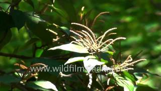 Mallotus philippinensis or Kumkum tree A medicinal plant [upl. by Atteugram]