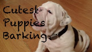 Cutest Puppies Barking Compilation [upl. by Hendrix]