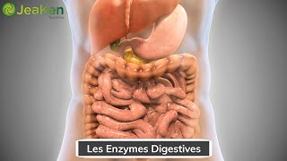 Les Enzymes Digestives [upl. by Danyelle]