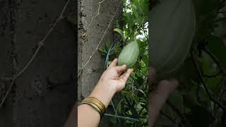 పొట్టి రకం బీరకాయలు  Small beerakayalu  TELUGU GARDEN VLOG [upl. by Marcoux]