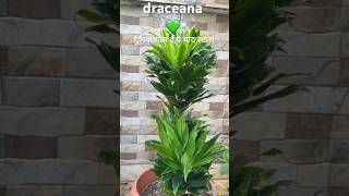 dracaena dracaena compacta pineapple dracaena plants greenery nature janete craig plant care [upl. by Balthazar364]