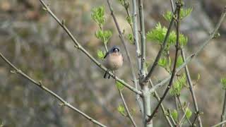 Pinson dAfrique Fringilla spodiogenys africana African Chaffinch [upl. by Lyckman]