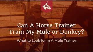 Mule Training  Can A Horse Trainer Train My Mule [upl. by Wyn]