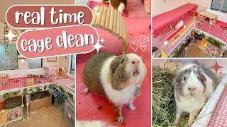 RealTime Cage Clean for 5 Guinea Pigs 🧼💗 [upl. by Anurb728]