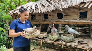 How to Make a Pigeon Nest  Build a Garden on a Mountain  Sow Sesame Seeds [upl. by Narud]