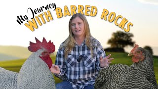 All About Barred Rocks Are They Right For You [upl. by Nyliret]