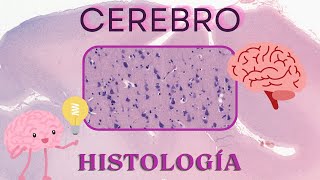 Histología de Cerebro [upl. by Olivia]