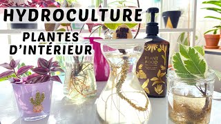 Plantes dintérieur en hydroculture  mes premiers pas 🌱 [upl. by Arquit]