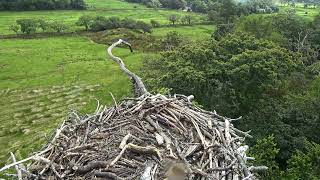 Bywyd Gwyllt Glaslyn Wildlife  Ffrwd Byw  Live Stream [upl. by Edualcnaej918]