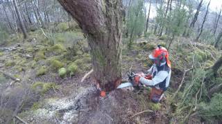 Taking down a big pine tree [upl. by Inah]