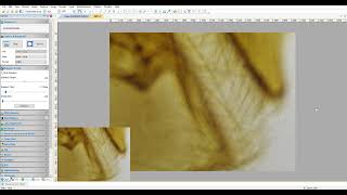 ImageView Microscope Camera Software Live EDF [upl. by Notsirhc324]