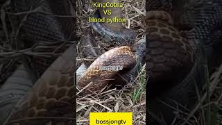 deadly fight king cobra vs python [upl. by Ueih624]