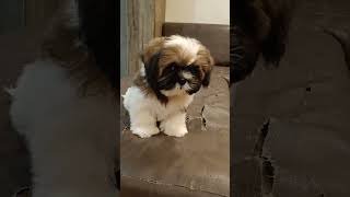 Shih Tzu Puppy 😍shihtzu dog animals veterinary viralvideo viralshort popular [upl. by Tullus292]