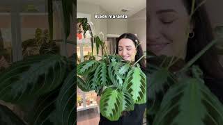 Favorite Maranta Plants 🪴 plants maranta prayerplants [upl. by Annot]