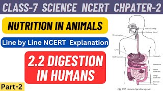 Nutrition in Animals  Class 7 Science Chapter 2 line by line NCERT Explanation  Part 2 class7 [upl. by Nonnac]