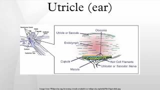 Utricle ear [upl. by Ardnuahsal565]