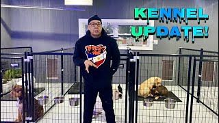 Designing the Perfect Dog Kennel Functional Layout and Build Tips  American Bully [upl. by Refotsirk]