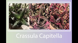 Red Pagoda  Crassula Capitella  Beginners Guide to Maintain Propagate and Stress [upl. by Sedgewinn]