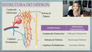 4 REABSORÇÃO E SECREÇÃO TUBULAR TÚBULO DISTAL TÚBULO CONECTOR E DUCTO COLETOR  MK Fisiologia [upl. by Mills]