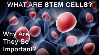 What Are Stem Cells Why Are They So Important Part 1 [upl. by Kathe]