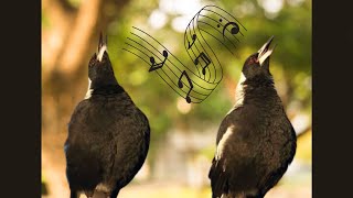 Australian Magpie call  Twice as good as a Duet Sound [upl. by Yruok]