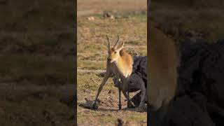 Reedbuck amp Oxpeckers shorts kenyawildlife kenyansafari africanwildanimals [upl. by Petie]