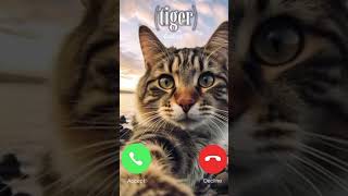 Cats ringtone  cats status ytshorts youtubeshorts cat shorts viral [upl. by Blisse]