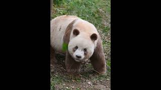 Funny Panda Cubs  Adorable Baby Panda Moments That Will Make You Laugh panda cute [upl. by Nomyar]