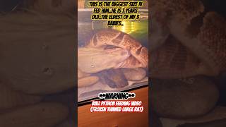 WARNINGBall python feeding videoMeet SMOKEY my 7 year old ball python eating large 🐀 🐍 [upl. by Marje46]