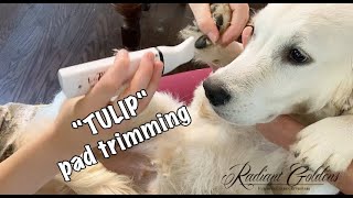 Tulip  6 months old  AVAILABLE [upl. by Atnohsal]