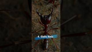 DeadlyAnts 🐜💀 Unveiling the Top 5 Most Dangerous Ants in the World [upl. by Deny]