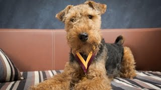 Bruno  Welsh Terrier  4 Weeks Residential Dog Training [upl. by Annaeg]