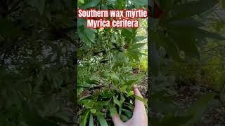 Southern wax myrtle Myrica cerifera  amazing resource for birds in your gardentexasnativeplants [upl. by Animsay]