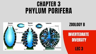 Phylum Porifera Lec 3 Zoology B Miller amp Harley Bs amp MS [upl. by Gefen598]