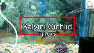 Salvini Cichlid fish Care  How to care Salvini Cichlid fish [upl. by Esinel]