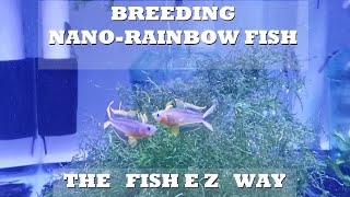 Breeding Threadfin Rainbowfish amp Blue Eye Rainbowfish Explained the FishEZ way [upl. by Jess271]