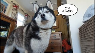 Youll never get bored living with a Talking Malamute [upl. by Nob]