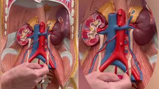 Abdominal Aorta Inferior Vena Cava Renal amp Gonadal Blood Vessels 3D Model [upl. by Saltzman444]