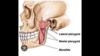 Medial Pterygoid Muscle [upl. by Bevers]