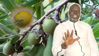 Ndiarignou « Alome » ou Diospyros mespiliformis  Pr Ousmane Ndiaye  SAMA XALAAT TV papemorlo [upl. by Dnivra]