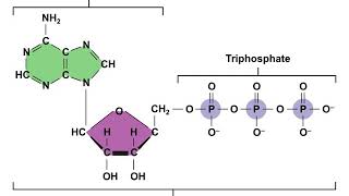 Physiology Chapter 3 Part 2 of 3 [upl. by Aden187]