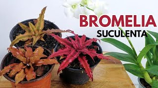 cryptanthus bivittatus sustrato DONSUCULENTO [upl. by Komsa]