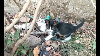 10 Minutes of Adorable Kittens  kittens  Cats  Cute baby kitten  Cute Kittens  les chatons [upl. by Natalina]