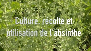 Absinthe  culture récolte et utilisation [upl. by Brenza131]