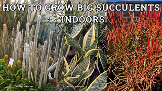 How to get succulents to grow big indoors [upl. by Rosati]