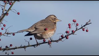 Track the Seasons with Nature’s Calendar  Woodland Trust [upl. by Freeland]