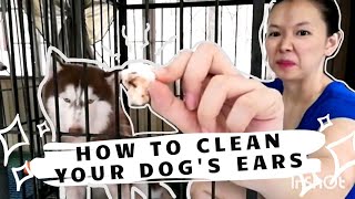 DOG EAR CLEANING  HOW TO CLEAN DOGS EARS [upl. by Pamelina939]