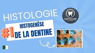 Histogenèse de la dentine I Dentinogenese 🤓 Part 1 [upl. by Elokyn987]