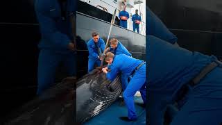 Heroes of the sea save critically injured humpback whale from death [upl. by Columbus]