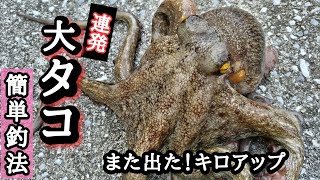 【堤防】【タコ釣り】【攻略方法】俺の釣り方 説明します。 [upl. by Llehcear791]